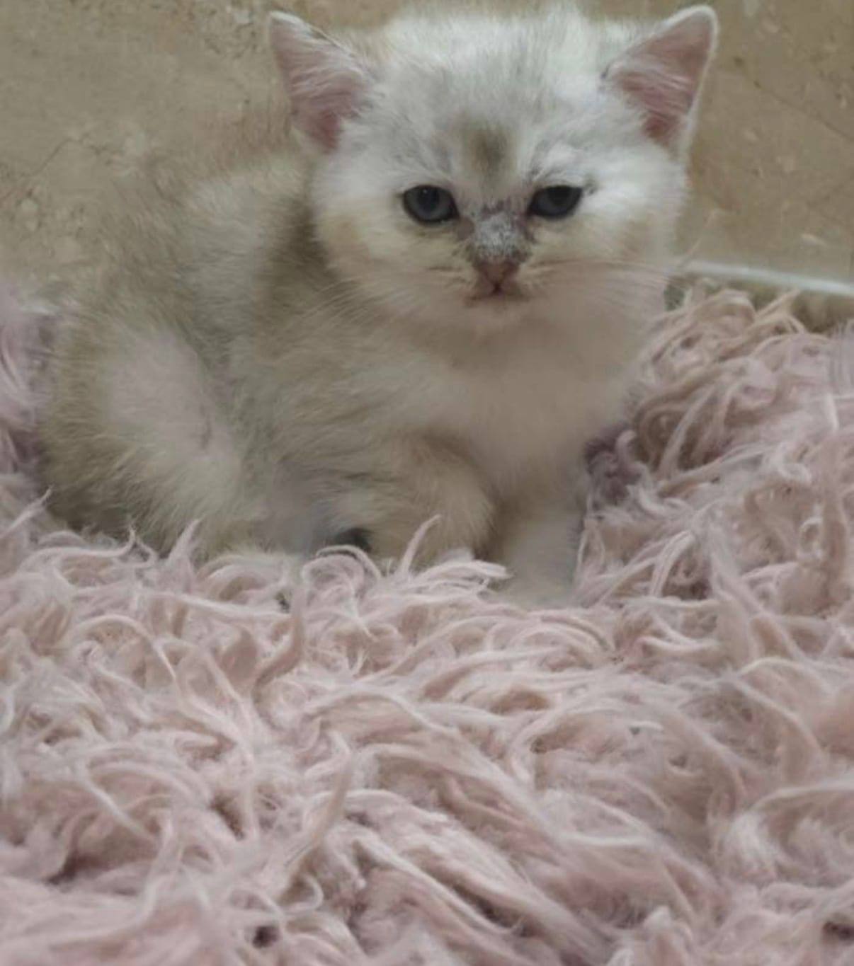 قطط